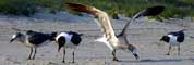 Seagulls - Photography by Mr.W.