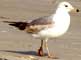 Seagull - Animal Photo by Mr.W