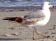 Seagulls - Photography by Mr.W.