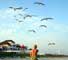 Birds - Animal Photos by Mr.W.