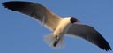 Seagulls - Photography by Mr.W.