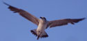 Seagulls - Photography by Mr.W.
