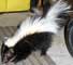 Baby Skunk - Photography by Mr.W.