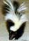 Skunk - Animal Photography by Mr.W.