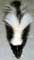 Baby Skunk - Photography by Mr.W.