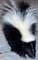 Baby Skunk - Photography by Mr.W.