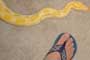 Snake - Animal Photo by Mr.W