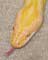 Burmese Python Snake - Photography by Mr.W.