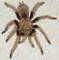 Arizona Blond Tarantula - Photography by Mr.W.