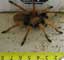 Tarantula - Animal Photos by Mr.W