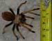 Arizona Blond Tarantula - Photography by Mr.W.