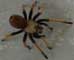 Arizona Blond Tarantula - Photography by Mr.W.