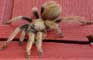 Arizona Blond Tarantula - Photography by Mr.W.