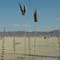 Burning Man 2002 - Photography by Mr.W.