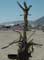 Burning Man 2002 - Photography by Mr.W.