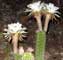 Plant, Flower & Cactus - Photo by Mr.W.