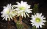 Plant, Flower & Cactus