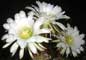 Plant, Flower & Cactus - Photography by Mr.W.