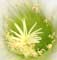 Plants, Flowers & Cactus - Photography by Mr.W